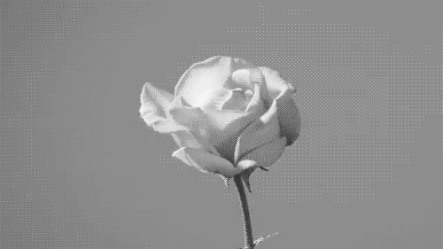 white animated GIF