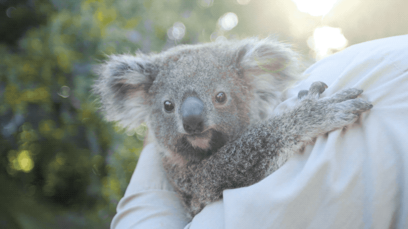 baby animals koala gif by san diego zoo