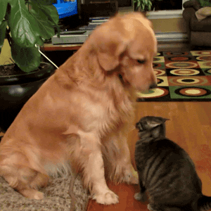 Golden Retriever and cat friends 