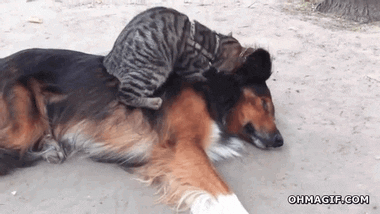 Here's 50 Adorable Dog & Cat Gifs To Cheer Up Your Friday
