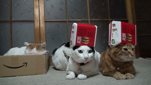 cat (9581) Animated Gif on Giphy