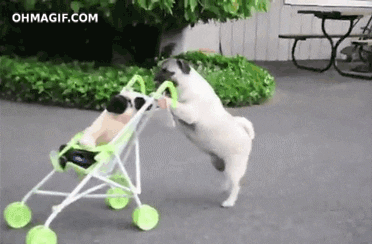 pug pushing stuffed dog in stroller