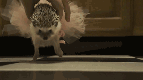 hedgehog in tutu doing ballet