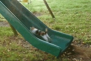  Animated Gif on Giphy