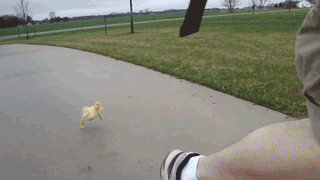 Duck GIF - Find & Share on GIPHY