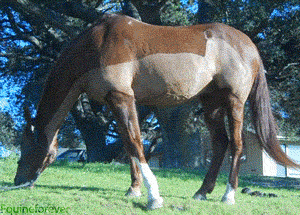 this gif has everything: animals, eating, horse, chewing!