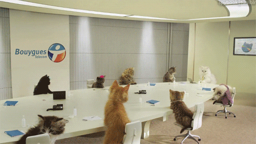 Cats sitting around a table holding a meeting