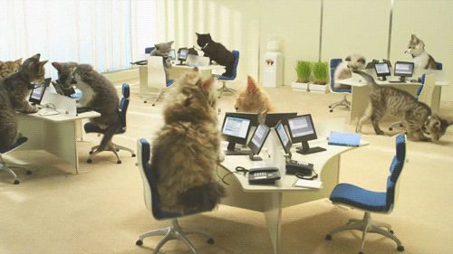 funny animated GIF 