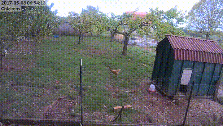 breakfast eagle gif