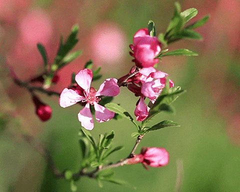 flowers spring animated GIF