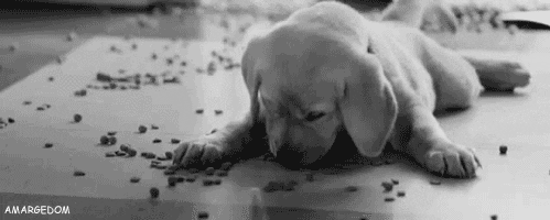 dog animated GIF