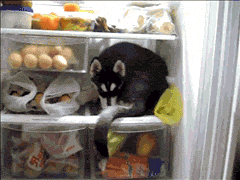 Dog in refrigerator