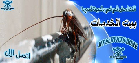 أفضل شركة مكافحة الصراصير بالعجينة السحرية