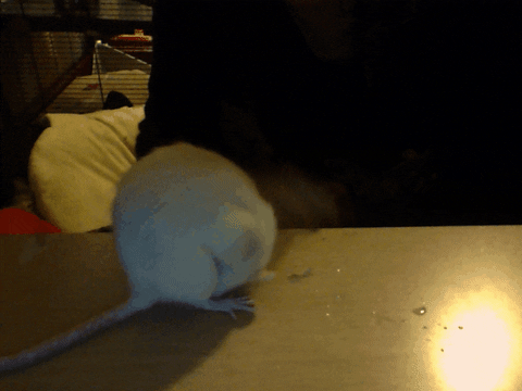 Rats Find Share On Giphy