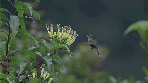 hummingbird animated GIF