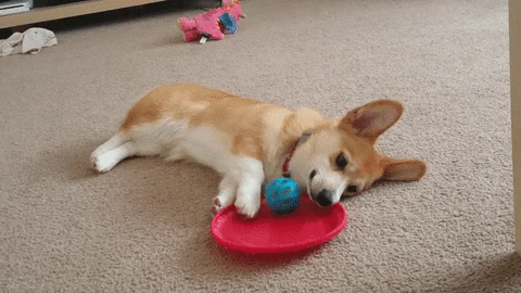 Lazy Dog GIF - Find & Share on GIPHY