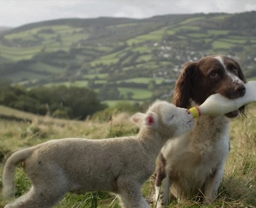 Dog and lamb