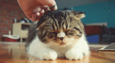 cat purring