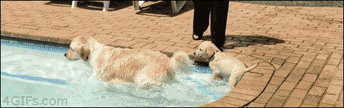 Golden Retriever in pool with puppy 