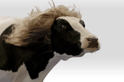 Cow with long blond hair blowing in the wind