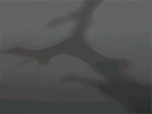 gif shortener shorten