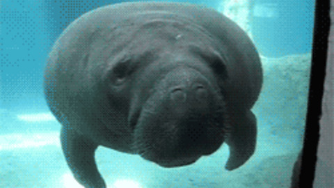 Auto honda manatee #5