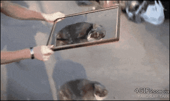 Animated Gif on Giphy
