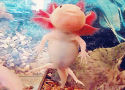 this gif has everything: animals, fish, axolotl, salamanders!