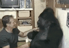 Williams Gorilla