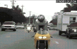 giphy.gif