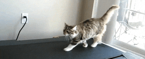  Animated Gif on Giphy