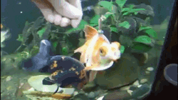 fish animated GIF