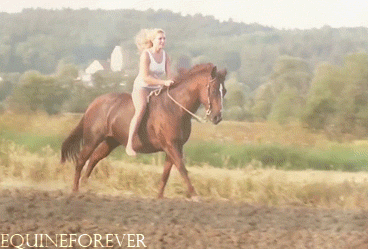animals horse riding equestrian equine gallop galloping bareback