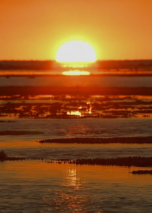 this gif has everything: love, water, live, beauty!