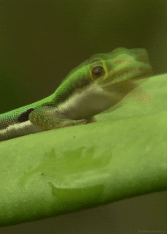 lizard animated GIF 