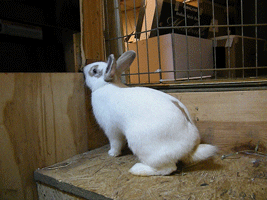 Rabbit Animated GIF