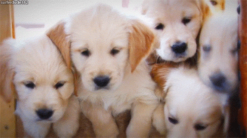 puppy animated GIF