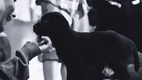 Black puppy petting