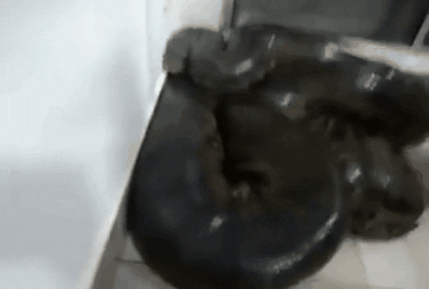 source: imgur.com
