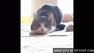 twerking cat animated plush