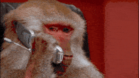 200w_s.gif