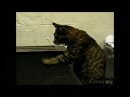  Animated Gif on Giphy
