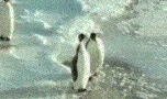 penguin animated GIF 