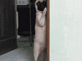  Animated Gif on Giphy