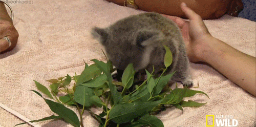 animal eating koala animated  gif