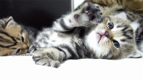 cat cat kitten kittens cutesystuff kitten yawning animated GIF