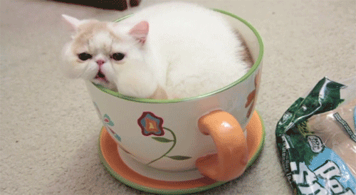 cat in teacup