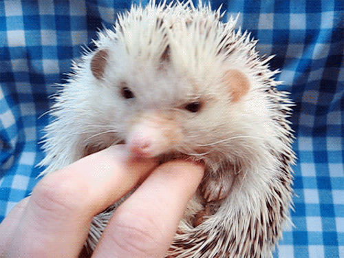 hedgehog animated GIF 