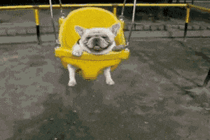  Animated Gif on Giphy