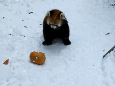 Playing Red Panda GIF - Find & Share on GIPHY